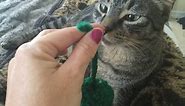 How to Make Easy Crochet Catnip Toys for Cats