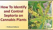 How To Identify and Control Septoria on Cannabis Plants