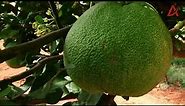 chakotara | grapefruit | rkm farms | farmhouse plantation! 🌿🍊