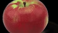 McIntosh Apple Review - Apple Rankings by The Appleist Brian Frange