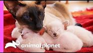 Protective First-Time Mom Looks After Her Curious Siamese Kittens | Too Cute!