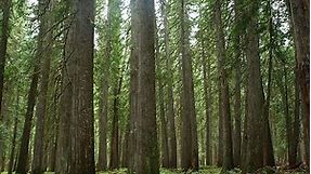 Western Red Cedar Tree - All the facts you need - Tree Secrets