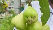 The best fruit plant for your garden is the water apple | வாட்டர் ஆப்பிள் செடி 📞9841986400