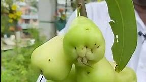 The best fruit plant for your garden is the water apple | வாட்டர் ஆப்பிள் செடி 📞9841986400