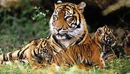 Sunda Tigers Facts, Habitat and Diet - Discovery UK