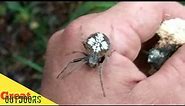 Florida's Huge Spider Population.