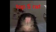 Top 5 rats