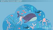 Ocean Habitat Facts: Lesson for Kids