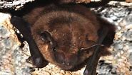 How to control bats in and around the house