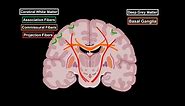 Internal Cerebrum (Association, Commissural, Projection Fibers, Basal Ganglion)