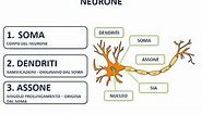 2. Il neurone - morfologia