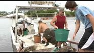 Clam farming in Cedar Key, Florida