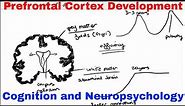 Prefrontal Cortex Development - Cognition and Neuropsychology