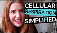 Cellular Respiration Simplified