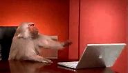 Monkey using a computer!!!