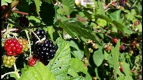 How to Grow Wild Blackberry - Great Fruit, little effort