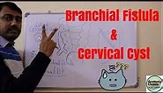 Embryological basis of Cervical cyst, sinus and Branchial fistula