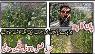 Betel leaf plant cultivation (پان کی کاشت ) |Profitable farming in Pakistan |IR FARM