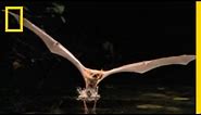 Fishing Bat vs. Catfish | National Geographic