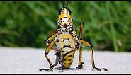 Eastern lubber grasshopper up close / Mississippi Wildlife