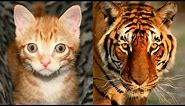 Are Domestic Cats Like Tigers?