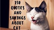 150 Cute Cat Quotes and Sayings