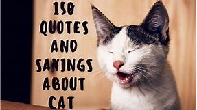 150 Cute Cat Quotes and Sayings