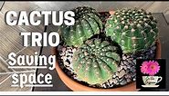 Potting a Cactus Trio | Consolidating and Making Space