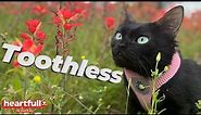 Meet Toothless: The Fierce and Adorable Cat with Dwarfism