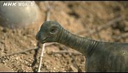 Baby Tambatitanis vs Tyrannosaurus - DINOSAURS