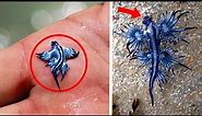 Top 10 Smallest Sea Creatures | Underwater Central