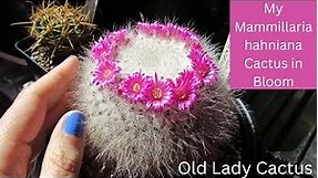 My Mammillaria hahniana Cactus in beautiful Bloom | Old Lady Cactus #cacti #cactus #cactusplants