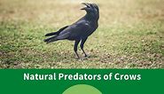 13 Natural Predators of Crows - Sonoma Birding