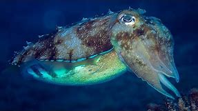 What is a Cephalopod? | Oceana