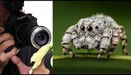 Use Any Lens for Macro Photography