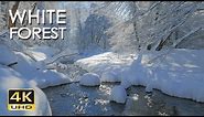 4K White Forest - Calming River Sounds - Snowy Woods - Relaxing Winter Nature Video - Ultra HD
