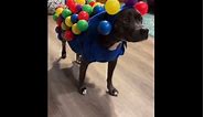 Dog dressed in hilarious Halloween costume sparks lots of laughs