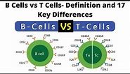 B Cells vs T Cells Definition and 17 Key Differences