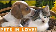 Cutest Pets in Love Compilation of 2018 | Funny Pet Videos