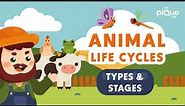 Animal Life Cycle Types and Stages | Primary School Science Animation