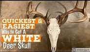 QUICKEST & EASIEST DIY Method to Get a Super WHITE DEER Skull