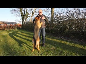 Hunden hopper op - Stop det sådan
