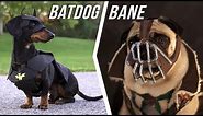 Ep #6: BATDOG vs. BANE - (Cute Dachshund & Pug in Funny Dog Video)