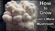 How to Grow Lion's Mane Mushroom From Start to Finish