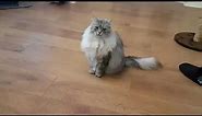 Siberian cat does back flips when instructed
