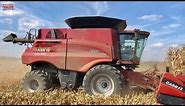Case IH 8250 AXIAL-FLOW Combine Harvesting Corn