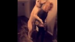 Giant dog tries to hump woman
