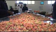 The dried fruit factory process