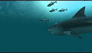 Sharks 3D Live Wallpaper and Screensaver
