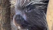 North American Porcupine Facts w/ Bean